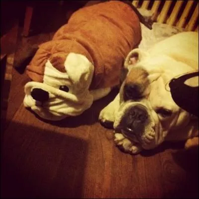 Sur cette photo, on ne voit qu'un chien !