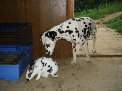 Cette chienne dalmatien et son chiot sont vraiment magnifiques !