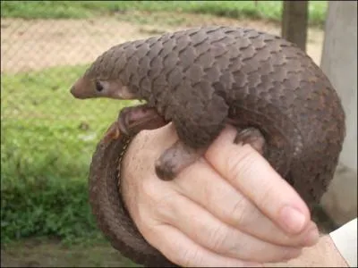 On trouve cet animal, le pangolin, en Afrique et en Asie !