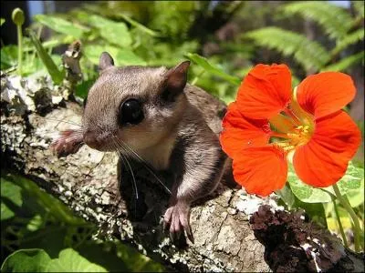 Ce petit animal a une particularit, il peut planer, c'est la raison pour laquelle on l'appelle cureuil volant !