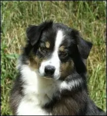 Quelle est la couleur du pelage de ce berger australien ?