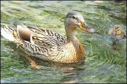 La femelle de cet animal, c'est bien sr :