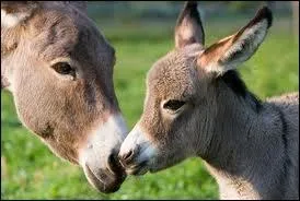 La femelle de cet animal est :