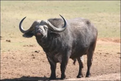 La femelle de cet animal a pour nom :