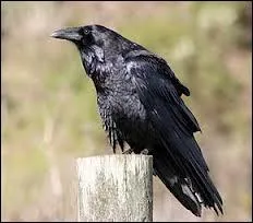 La femelle de cet animal se nomme :