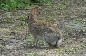 La femelle de cet animal s'appelle :