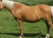 Quiz Galop 2 : Robes et particularits du cheval (galop 2)