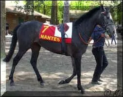 Quel est ce type de robe ?