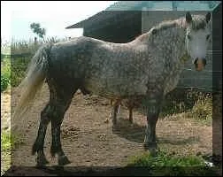 Quel est ce type de robe ?