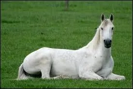 Quel est ce type de robe ?