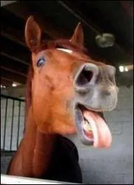 D'ailleurs, pour vrifier si un cheval est dshydrat il faut :