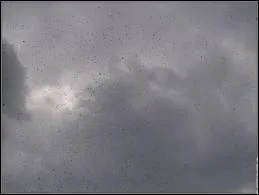 En 1988, qui est avec Sigourney Weaver dans la brume ?