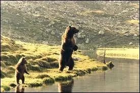 Qui a ralis  L'Ours  en 1988 ?