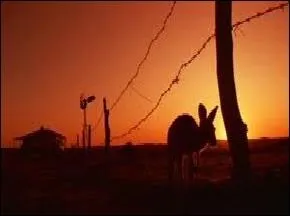 Qui terrorise la population australienne dans le film  Razorback  sorti en 1984 ?