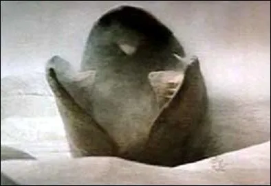 Dans quel film ralis par David Lynch en 1984 peut-on voir des vers gants ?