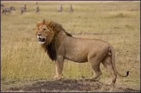 Comment dit-on 'lion' en espagnol ?