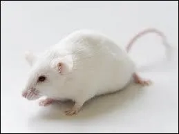 Comment dit-on cet animal en espagnol ?