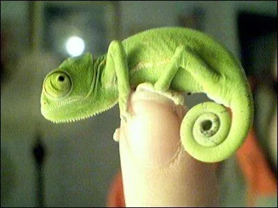 Pour quelle raison le camlon change-t-il de couleur ?