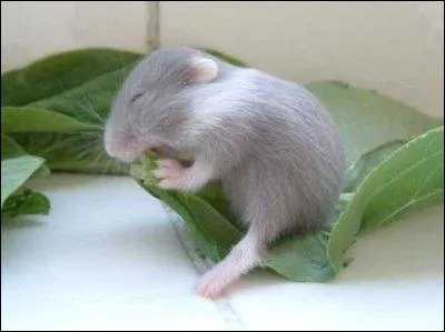 Difficile de raisonner quelqu'un qui a faim : Ventre affam ...