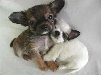 Terminez le titre de Serge Gainsbourg : Je t'aime ...