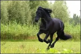 Ensuite, ce cheval passe  une autre allure : laquelle ?