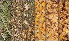 Dans les concentrs, quelles sont les deux grandes catgories ?