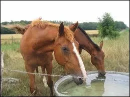 Combien de litres un cheval boit-il par jour ?