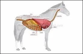Le cheval ne peut pas vomir. Vrai ou faux ?