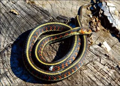 Lequel des cinq sens manque  un serpent ?