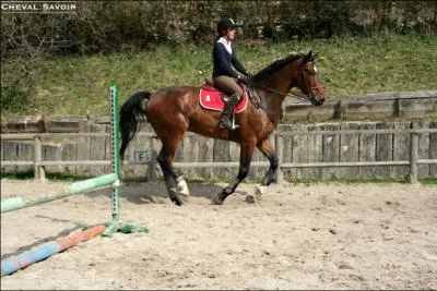 Que faut-il porter obligatoirement avant de monter  cheval ?