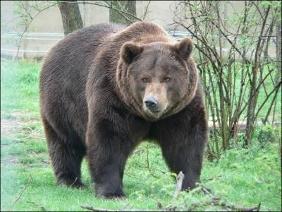 Vendre la peau de l'ours...