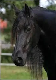 Le frison a une robe bien spciale. Elle est :