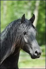 Le frison a un surnom, lequel ?