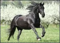 Les frisons sont des :