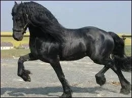Dis-moi un type de cheval frison.