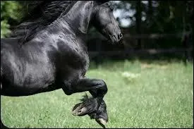 Dans quel pays le frison est-il important ?