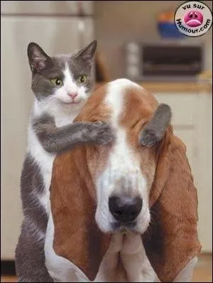 Eux, en harmonie ? Bon, que ce soit clair, mme les chiens et les chats adultes :