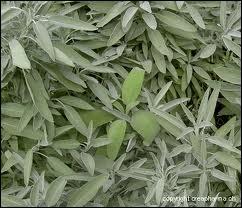 Sais-tu comment se nomme cette herbe aromatique ?
