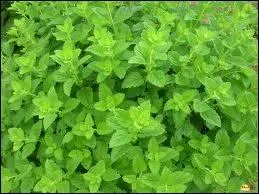 Sais-tu comment se nomme cette herbe aromatique ?