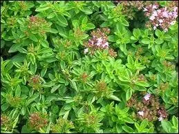 Sais-tu comment se nomme cette herbe aromatique ?