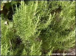 Sais-tu comment se nomme cette herbe aromatique ?