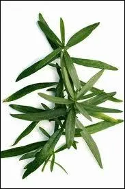 Sais-tu comment se nomme cette herbe aromatique ?