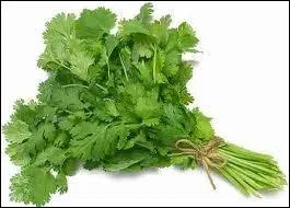 Sais-tu comment se nomme cette herbe aromatique ?