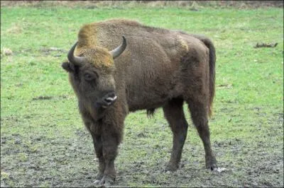 On le trouve en Amrique du Nord, o, comme celui de la photo, en Europe, le ...