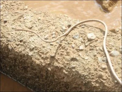 C'est une particularit de la langue des reptiles, en particulier des serpents, elle est ...