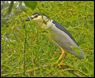 C'est le nom de ce petit hron !