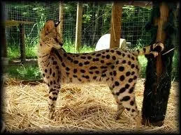 Quelle est cette race de chats ?