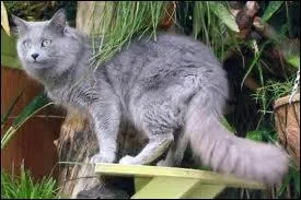 Quelle cette race de chats ?