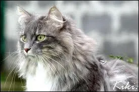 Quelle est cette race de chats ?