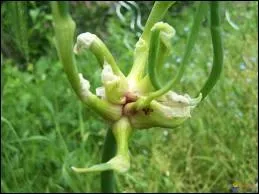 Sais-tu comment se nomme ce lgume ?